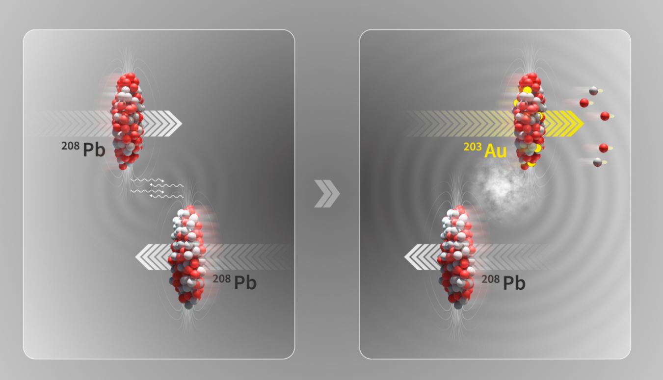 Ilustración de una colisión ultraperiférica en la que los dos haces de iones de plomo (208Pb) del LHC pasan cerca uno del otro sin colisionar. En el proceso de disociación electromagnética, un fotón que interactúa con un núcleo puede excitar oscilaciones de su estructura interna y provocar la expulsión de un pequeño número de neutrones (dos) y protones (tres), dejando atrás el núcleo de oro (203Au) (Imagen: CERN).