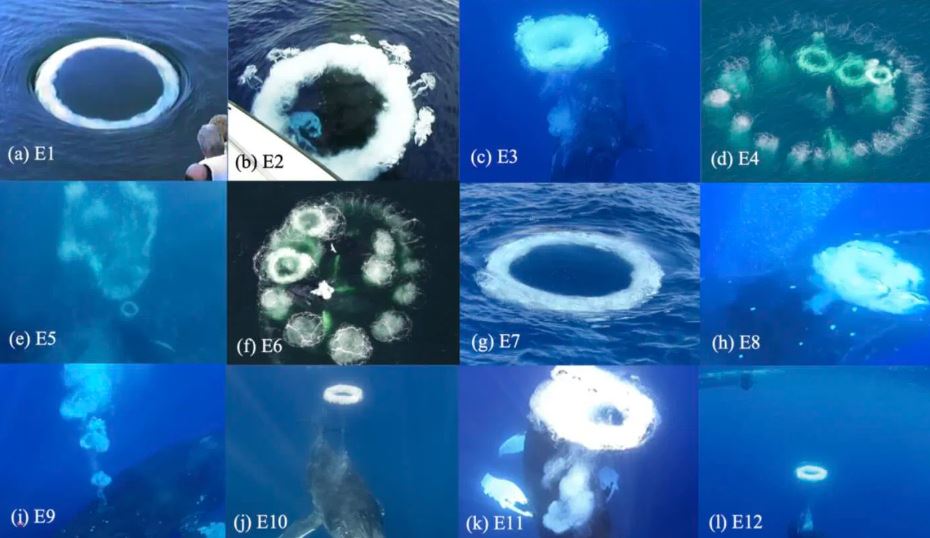 Arriba: Imagen compuesta que muestra los anillos de burbujas de cada episodio identificados por los investigadores en su reciente estudio.