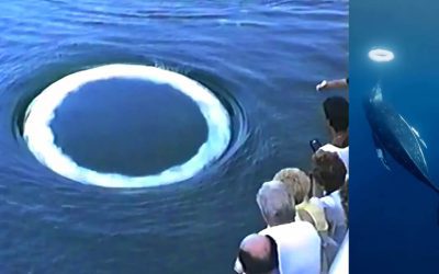 Investigadores de SETI informan del posible descubrimiento de “comunicación” de inteligencia no humana en los océanos de la Tierra