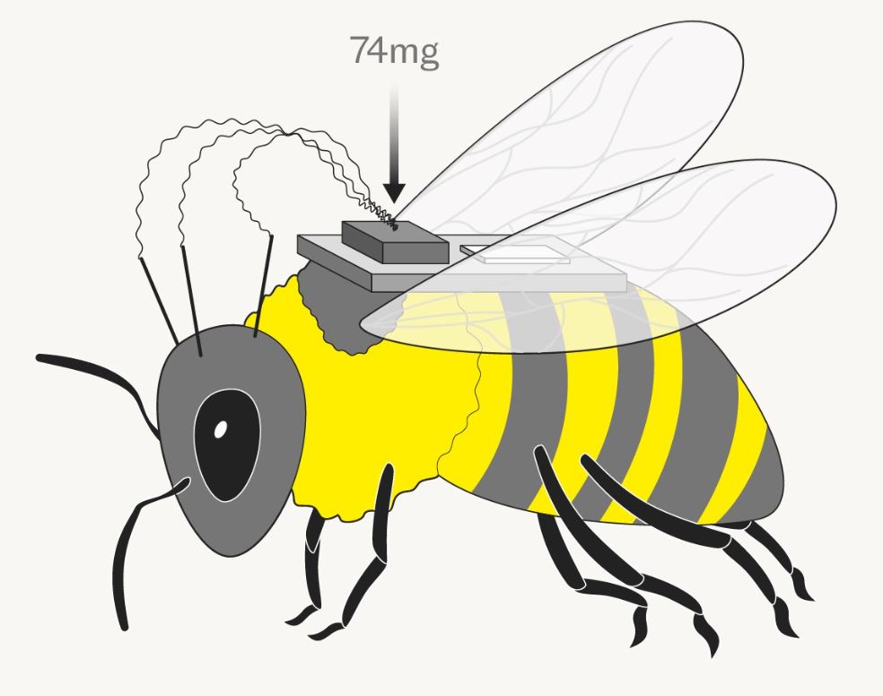 El dispositivo de control cerebral, que pesa 74 mg, se sujeta a la espalda de la abeja.