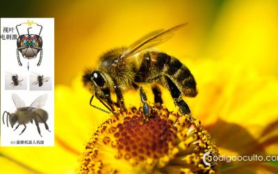 Científicos chinos crean “abejas cyborg” que pueden controlarse como drones para misiones militares y de rescate