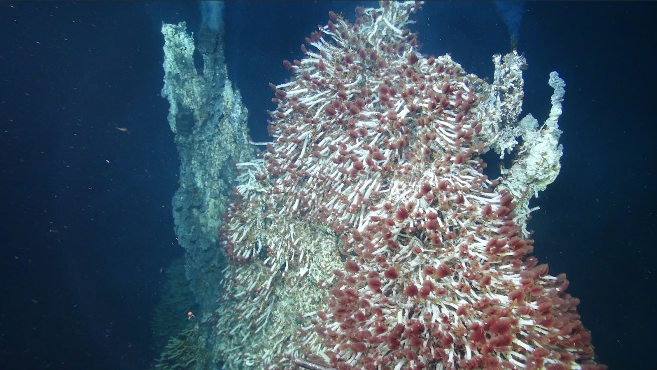 Holden buscará microbios en los volcanes submarinos