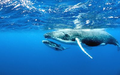 Las ballenas se  están quedando en silencio y el hambre es una de las principales causas