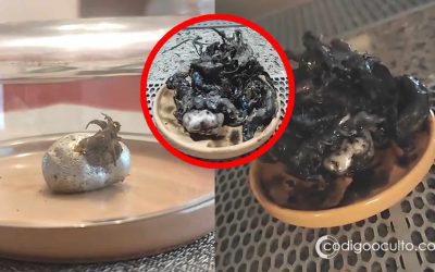 Hombre asegura haber encontrado un “meteorito” en Panamá y dice que “tentáculos” están creciendo desde el interior de la roca espacial