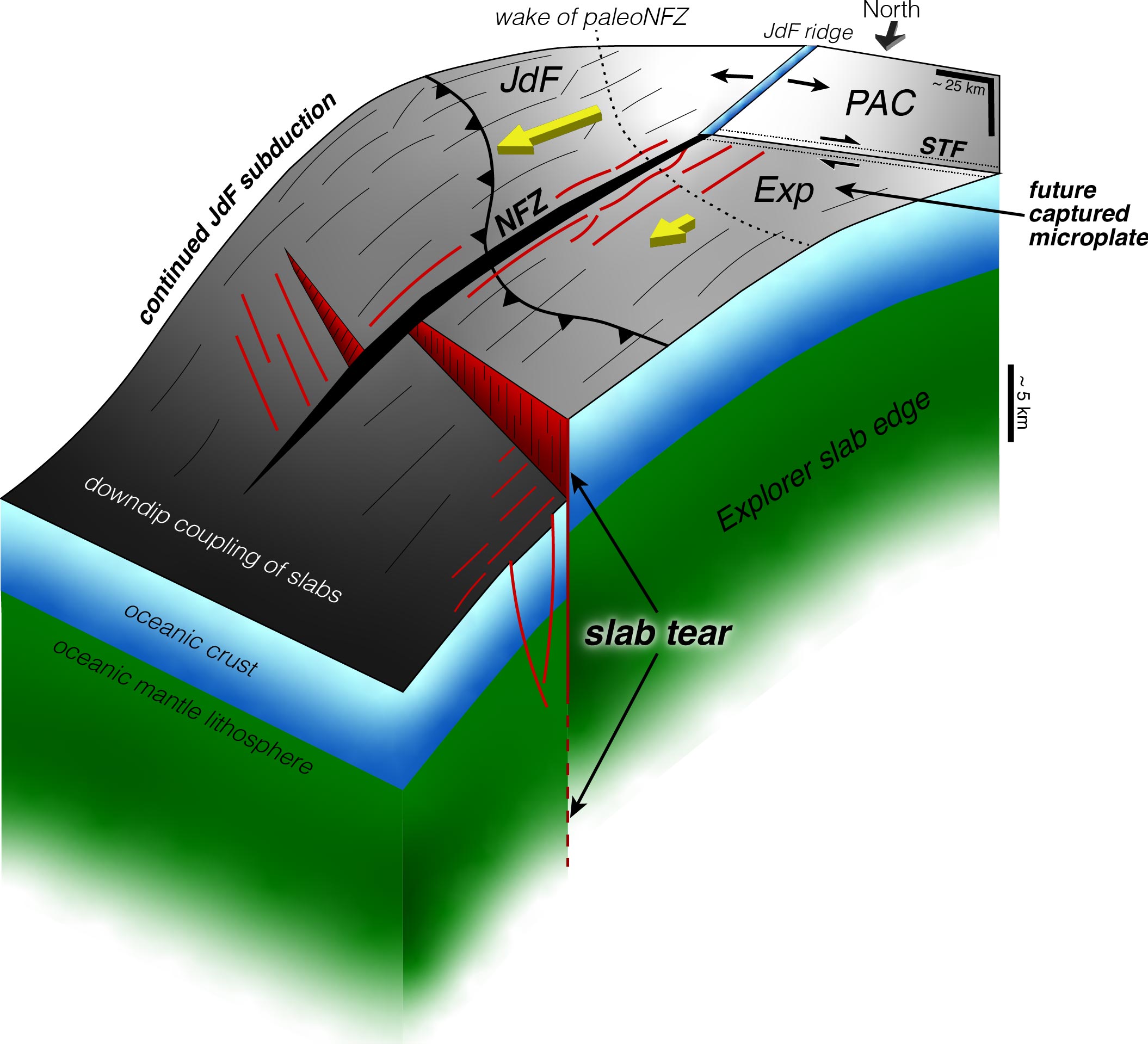 La zona de subducción de Cascadia, donde las placas Juan de Fuca (JdF) y Explorer (Exp) se desplazan lentamente bajo la placa norteamericana, se está cerrando gradualmente, pieza a pieza, con la ruptura de losas mientras que la placa restante continúa subduciéndose hasta que se produce la siguiente ruptura.
