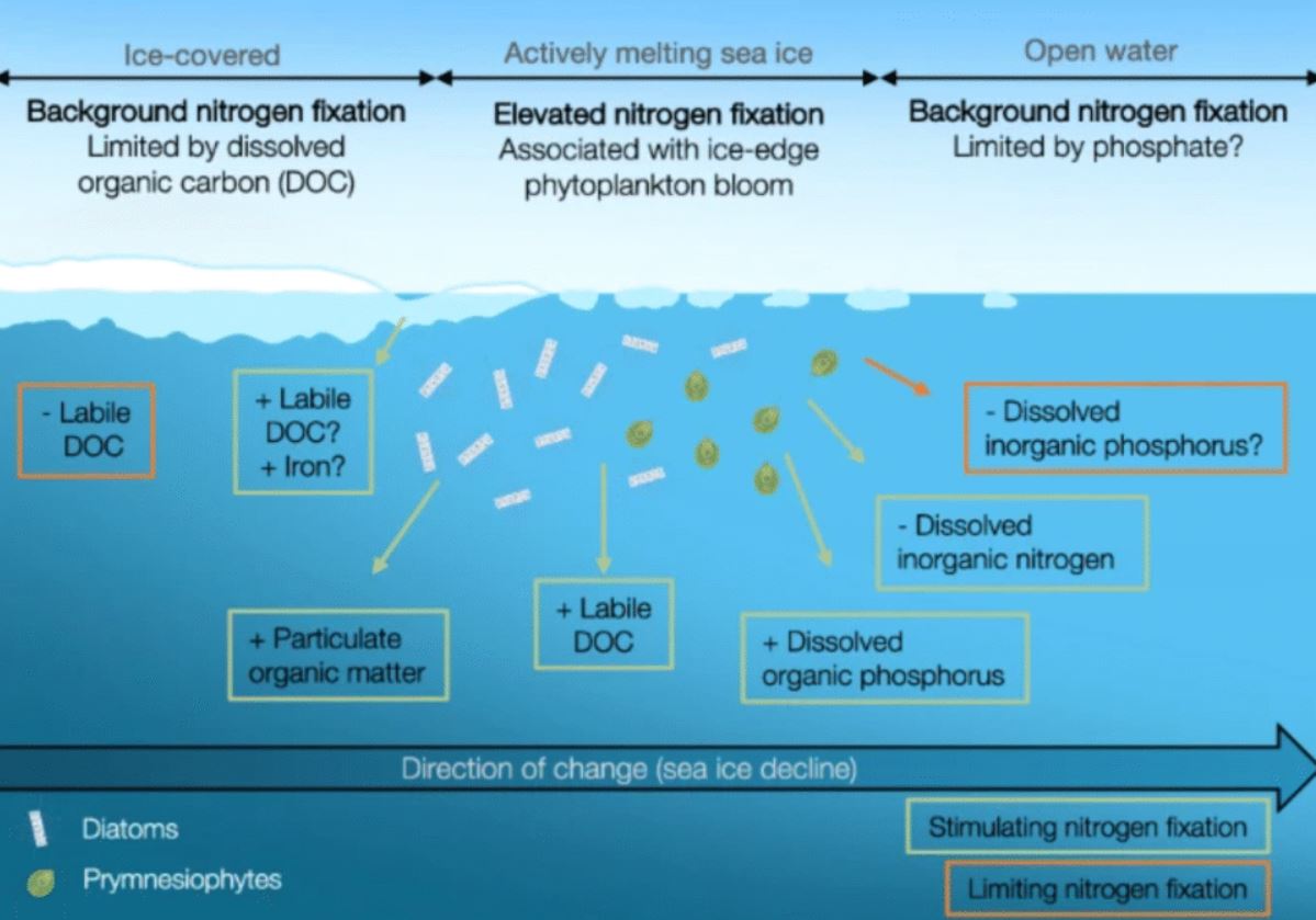 Disminución del hielo marino y su posible impacto en las tasas de fijación de nitrógeno.