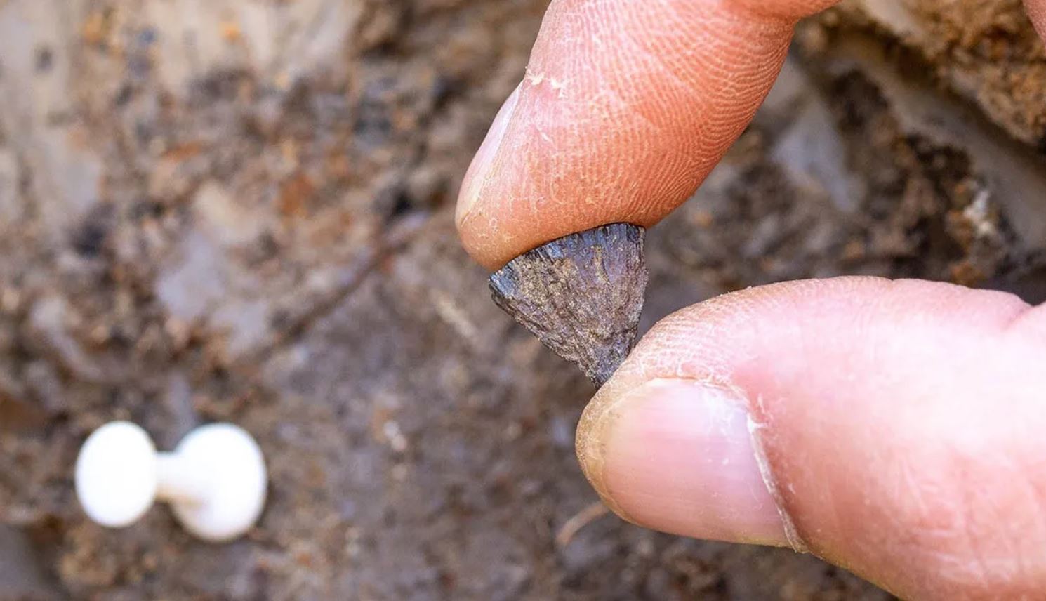 Se encontró un pequeño trozo de pirita en el yacimiento.
