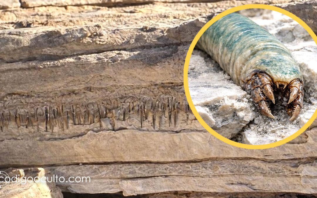 Científicos han descubierto túneles de una forma de vida antigua posiblemente desconocida