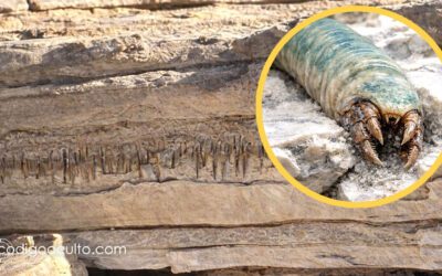 Científicos han descubierto túneles de una forma de vida antigua posiblemente desconocida